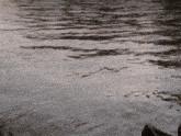 a close up of a body of water with trees reflected in the water
