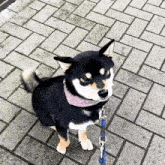 Mad Grimmig GIF - Mad Grimmig Cute Dog GIFs