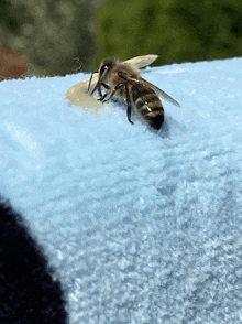 Bee Western Honey Bee GIF
