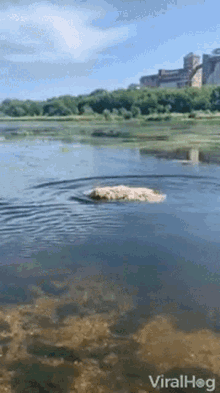 Dog Swimming Dog GIF - Dog Swimming Dog By The Lake GIFs