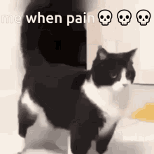 Pain Me When GIF - Pain Me When Cat GIFs