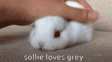 Sollie Loves Grey GIF - Sollie Loves Grey GIFs