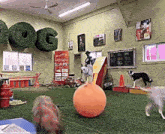 a dog is standing on top of an orange ball in a room with a sign that says dog