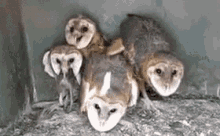 Owl Mouse GIF - Owl Mouse Rat GIFs