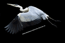 Veneto Bird GIF - Veneto Bird GIFs