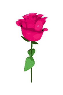 rose pink spin flower