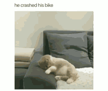 Cat Dream GIF - Cat Dream He Crashed His Bike GIFs