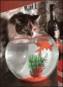 Cat Fish GIF - Cat Fish Fishbowl GIFs