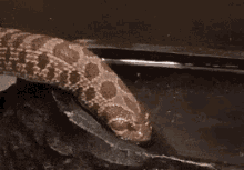 Snake Test GIF - Snake Test Drinking GIFs