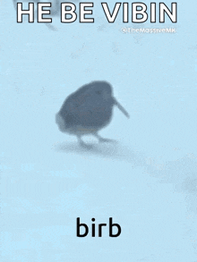 bird dancing