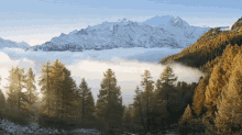 Trees Clouds GIF - Trees Clouds GIFs