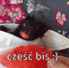 a black cat is laying on a bed next to a red heart with the words cześć bis below it .