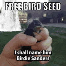 Birdie Sanders Name Him Birdie GIF - Birdie Sanders Name Him Birdie Free Bird Seed GIFs