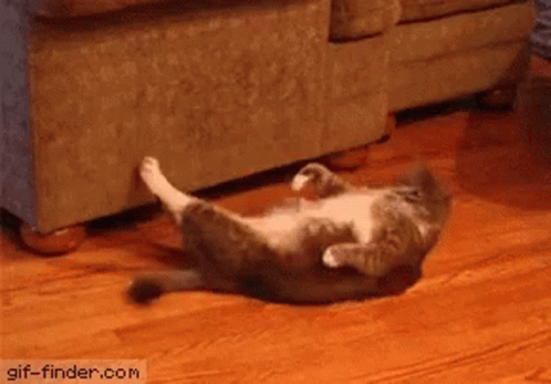 cats-gym.gif