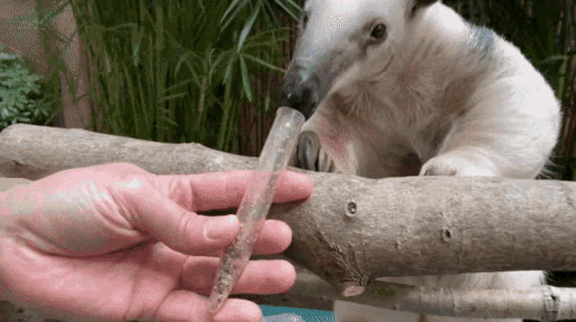 pet anteater
