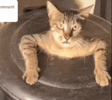 Flushed Cat GIF - Flushed Cat Trashcat GIFs