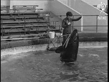 a black and white photo of a person standing next to a killer whale in a pool .