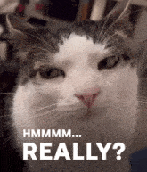 a close up of a cat 's face with the words " hmmmm... really " below it
