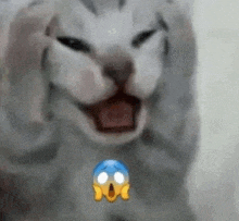 a close up of a cat with its mouth open and a surprised face emoji .
