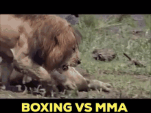 Boxing Vs Mma Jake Paul GIF