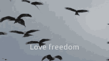 Love Freedom Freedom GIF