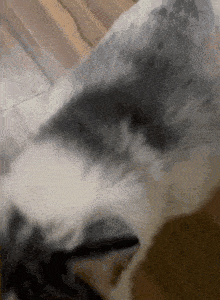a close up of a gray and white cat laying on a wooden floor