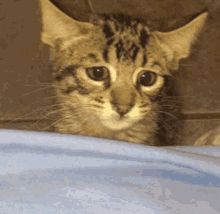 Kiracord Cat GIF - Kiracord Cat Sad Cat GIFs