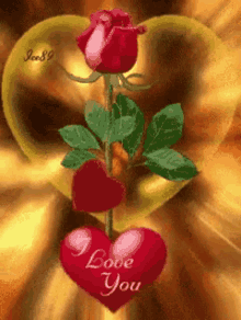 hello heart love rose flower