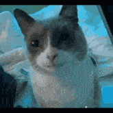 Gulp Cat Gulp Cat Extended GIF - Gulp Cat Gulp Cat Extended Gulp Ai GIFs