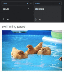 French Chicken GIF - French Chicken Google Translate GIFs