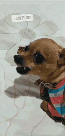 Chihuahua Dog GIF - Chihuahua Dog Perro GIFs