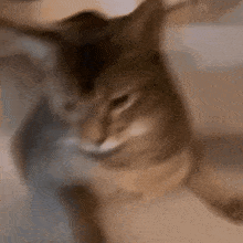 Leonvely Tenlee Cat GIF