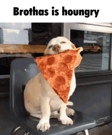 brothers hungry pizza dog houngry