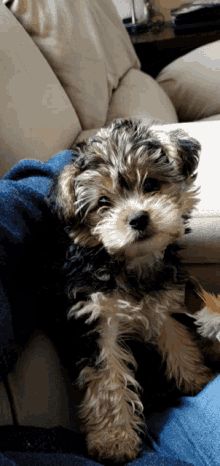 Dogs Yes GIF - Dogs Yes GIFs