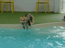 Chewy Dive GIF - Chewy Dive Corgiaday GIFs