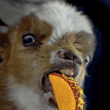 Llama Taco GIF - Llama Taco Day GIFs