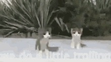 We Do A Little Trolling Cat Trolling GIF - We Do A Little Trolling Cat Trolling Scarfired GIFs