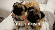 Confused Im Confused GIF - Confused Im Confused Dog GIFs