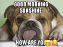 a dog with its tongue out and the words good morning sunshine how are you