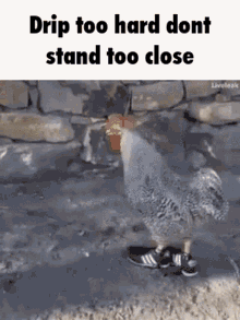 Dripping Cock Chicken Drip GIF - Dripping Cock Chicken Drip What The Chicken Doing GIFs