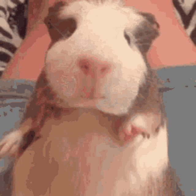 Guinea Pig Eating GIF Guinea Pig Eating Blueberries Discover Share GIFs