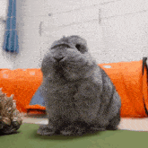 a small gray rabbit is sitting on a green carpet in front of an orange tunnel