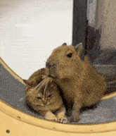 a cat and a capybara are sitting next to each other on a roller coaster