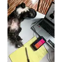a black and white dog laying on a desk next to a laptop and a cell phone