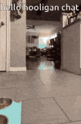 Hello Chat Cat GIF - Hello Chat Cat Hooligans GIFs