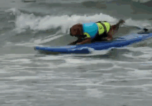 A Dog Who Knows How To Surf GIF - Surfing Dog Riding GIFs