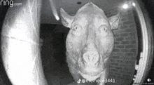 a black and white photo of a statue of a horse looking through a doorbell .