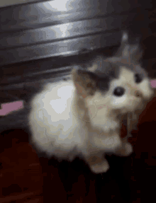 Cats Kittens GIF