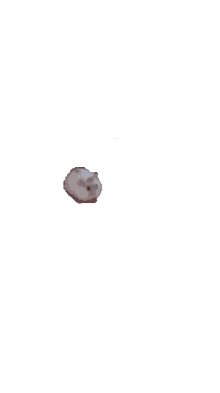 hamsters guinea