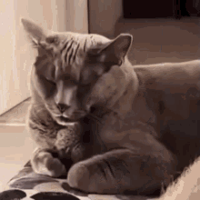 Wtf What The GIF - Wtf What The What The Cat GIFs